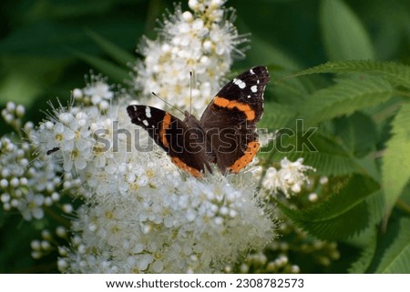 Picture of a closeup of a butterfly on a flower