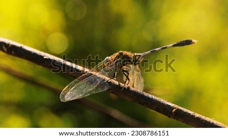 lion dragonfly with natural green background color