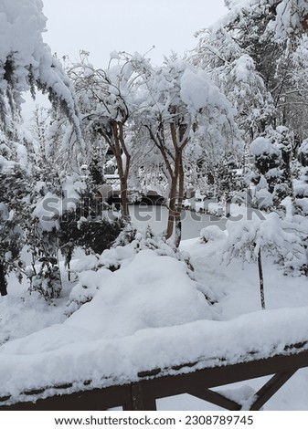 Beautiful picture snow covers all (the garden the white garden)