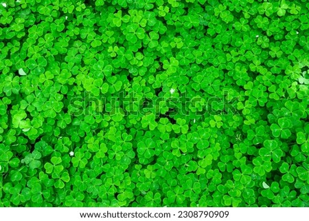 Celebrate the luck of the Irish on St. Patrick’s day with a nature background of green shamrocks, also known as oxalis plants
