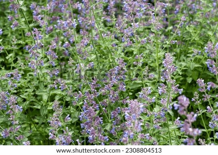 Bursting with color flowers of late spring. Large bunched blooming green with yellow and blue petals of a very healthy garden. Used as ground cover limited space to spice up your environment. 