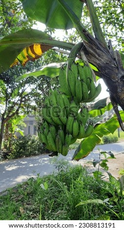 Photo of unripe bananas still hanging on a banana tree planted on the side of the road near housing.