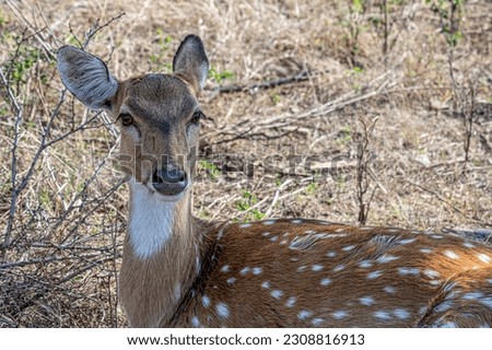 Portrait of a spotted deer sitting on the grass in the forest of Ranthambore.