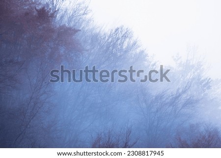Dark mysterious foggy forest, fantasy landscape.