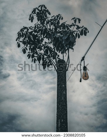 A dry tree with few leaves, as a decoration for a restaurant, is attractive against the background of the sky.
