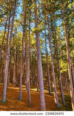 Summertime in forest with tall thin trees and pine needles on ground