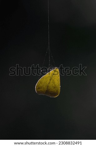 Hanging, End of the life. Old dry leaf hanging on spider net. Falling Leaf.  for publication, design, poster, calendar, post, screensaver, wallpaper, postcard, banner, cover, website photo.