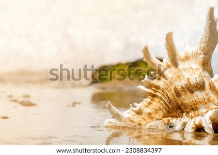 elegant seashell photographed on the sea beach close-up
