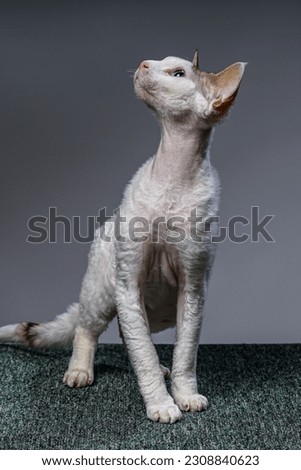Devon rex cat on colored backgrounds
