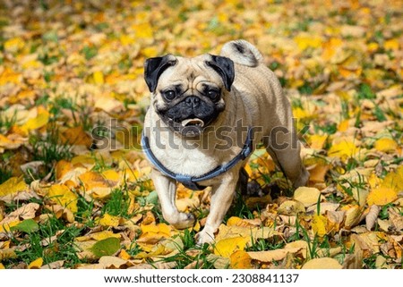A pug dog is walking through the leaves on a fall day. Royalty-Free Stock Photo #2308841137