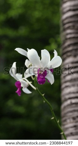Blooming white with purple center orchid flower with blurry green and palm tree trunk background, image for phone screen, display, wallpaper, screensaver, lock screen and home screen or background