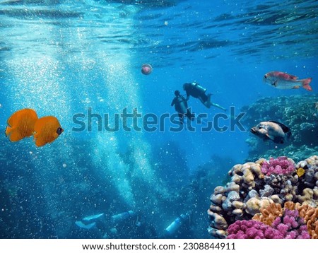 School of beautiful fish on soft and hard coral in shallow water of the Red Sea. Egypt