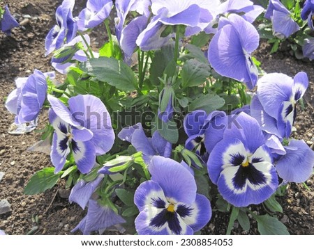  Pictures of Blue-Violet Pansy Flowers                                                            