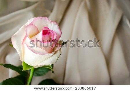 pink roses on a white tissue