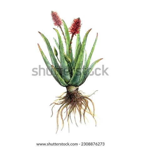 Watercolor botanical drawing of aloe vera whole plant with stems, leaves, roots, flowers, blossoms on white background. Realistic detailed picture for illustration, stickers, banners, references, card