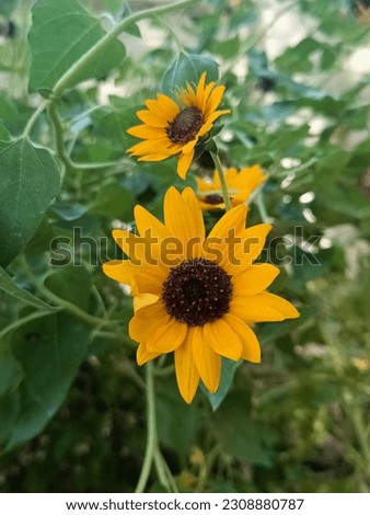 This picture is of a sunflower flower which rotates according to the direction of the sun's rays. 