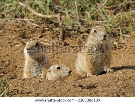  close up of  three  young black-tailed prairie dogs on top of  their burrow at the rocky mountain arsenal wildlife refuge in commerce city, near denver, colorado     