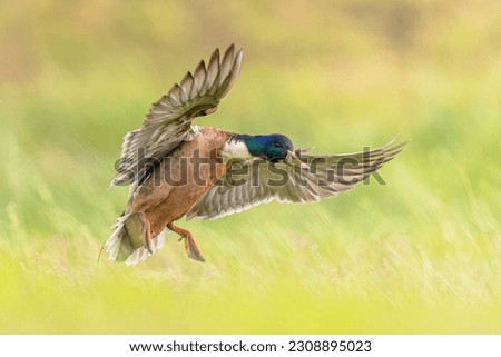 Wild Duck (Anas platyrhynchos) landing in grassland. Wild bird preparing for landing. Wildlife Scene of Nature in Europe.
