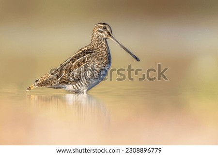 Common snipe (Gallinago gallinago) is a small, stocky wader bird native to the Old World. Breeding habitats are marshes, bogs, tundra and wet meadows throughout the Palearctic. Wildlife scene 