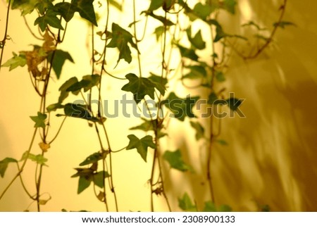 Closeup of a Photo wall, deer head decoration, green bracketplant, chlorophytum comosum, Ceiling and wall lights, a simple Nordic style home decoration.