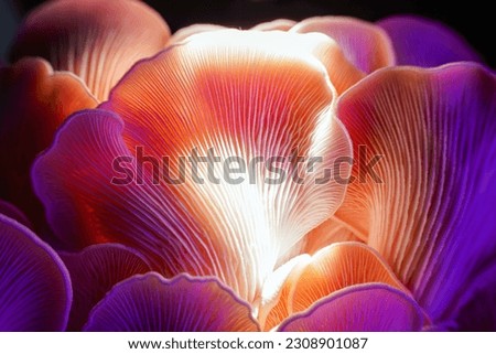 mushroom. The light shines on the mushrooms showing dreamy colors, mushroom texture details, macro photography. Royalty-Free Stock Photo #2308901087