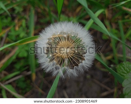 the fluffy dandelion close up