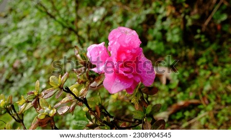 Closeup of beautiful nature, pink roses, red camellias, yellow chrysanthemums, mushrooms under trees in autumn.