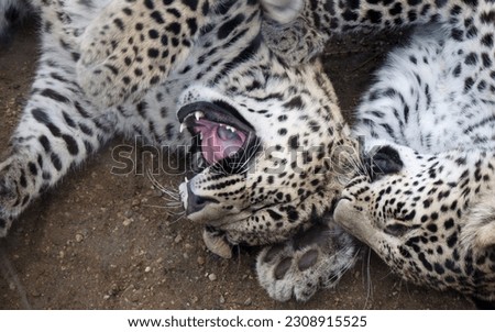 two young Persian leopards are playing