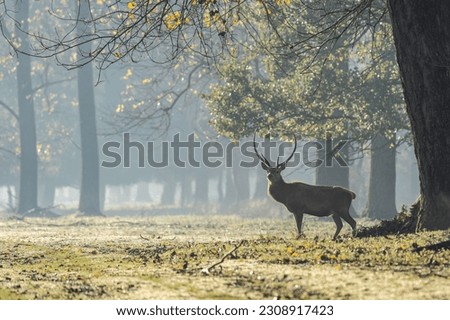 Beautiful forest landscape of foggy forest in Autumn Fall with beautiful wild red deer stag - Autochthonous protected species, dune deer or italian deer - Mesola Nature Reserve Park, Ferrara, Italy Royalty-Free Stock Photo #2308917423