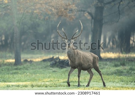 Beautiful forest landscape of foggy forest in Autumn Fall with beautiful wild red deer stag - Autochthonous protected species, dune deer or italian deer - Mesola Nature Reserve Park, Ferrara, Italy Royalty-Free Stock Photo #2308917461