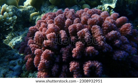 Stony coral rasp coral, or cauliflower coral, knob-horned coral (Pocillopora verrucosa) undersea, Red Sea, Egypt, Sharm El Sheikh, Nabq Bay Royalty-Free Stock Photo #2308932951