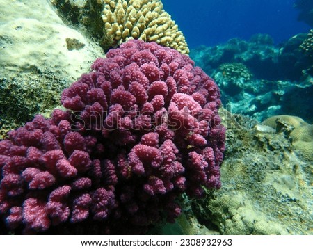 Stony coral rasp coral, or cauliflower coral, knob-horned coral (Pocillopora verrucosa) undersea, Red Sea, Egypt, Sharm El Sheikh, Nabq Bay Royalty-Free Stock Photo #2308932963