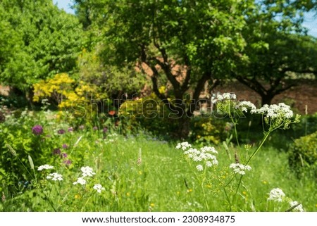 Nature takeover in a bedhead garden: white cow parsley and other meadow flowers grow outside the historical walled garden near Long Meadow at Eastcote House Gardens, Eastcote Hillingdon, UK.  Royalty-Free Stock Photo #2308934875