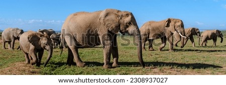 Addo Elephant Park South Africa, Family of Elephants in Addo elephant park during game drive safari