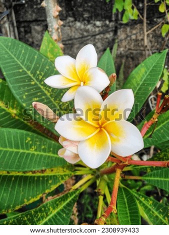 Flowers from the Plumeria rubra plant or in Indonesia known as Kamboja flowers, beautiful yellow flowers growing in the yard of the house are taken from the angel above