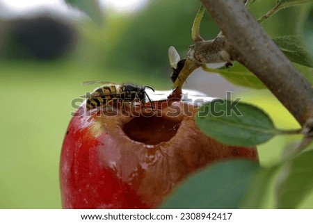 wasps looking for food. Apples taste delicious.