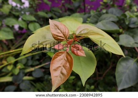 The tops of young leaves of the bougenville flower, growing in the yard of the house, with a blurred background.