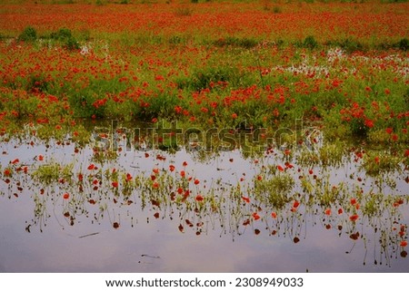 thousands of poppies are reflected in the water