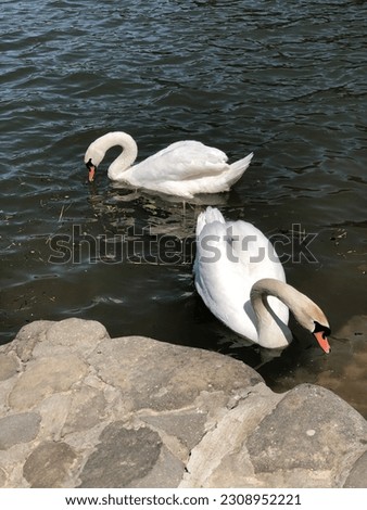 a couple of swans in love