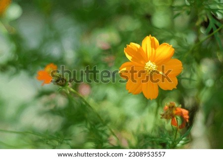 A picture of orange cosmos or known as Cosmos sulphureus originally from Mexico. Close up captured at home garden in the morning