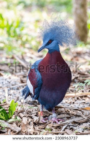 Sclater's crowned pigeon (Goura sclaterii) is a large, terrestrial pigeon confined to the southern lowland forests of New Guinea.
It has a bluish-grey plumage with elaborate blue lacy crests. Royalty-Free Stock Photo #2308963737
