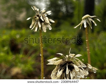 Close-up of dandelion flowers, i.e. mature dandelion flowers during the rain.