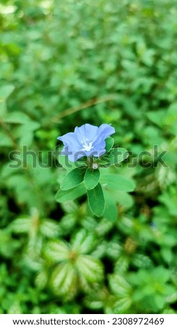 Blue flower, Evolvulus nuttallianus or shaggy dwarf morning-glory is a species of flowering plant in the morning-glory family
