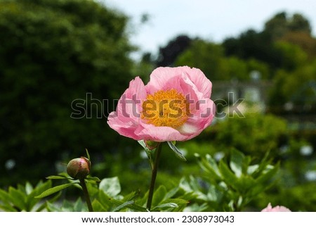 Peonies are the only genus of plants in the peony family Paeoniaceae