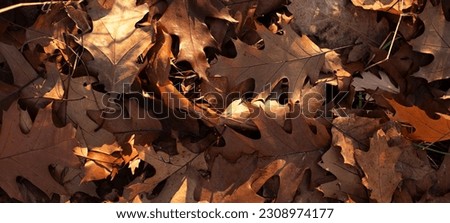 Photography from above of golden autumn leafs.Large banner with negative space.