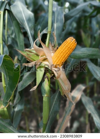 The picture of the corn hanging with its green plant is a beautiful snapshot of the harvest season. The vibrant green leaves of the corn plant contrast beautifully with the golden brown of the corn.