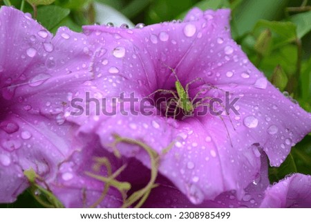 Rain drops on bright pink, purple flowers with a tiny green spider in the middle of the flower. Some green plant life frames the picture.