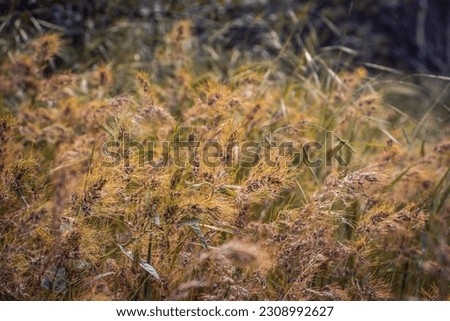Wild grass, dry yellow grass with red bug concept photo.