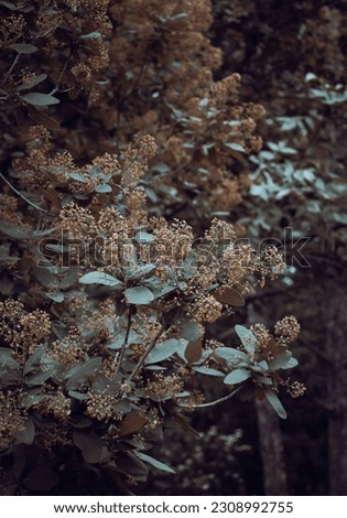 Smoke bush - Cotinus coggygria blossom shrub concept photo.