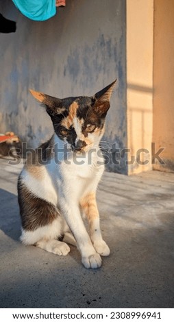 closeup of a tricolor cat relaxing on the outdoor patio floor basking in the morning sun